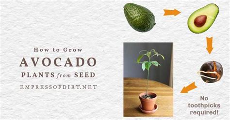 Forget The Toothpicks This Is The Easy Way To Grow Avocado From Seed