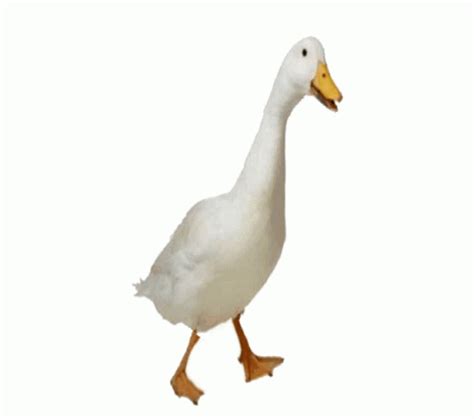 Walking Duck Sticker - Walking Duck - Discover & Share GIFs