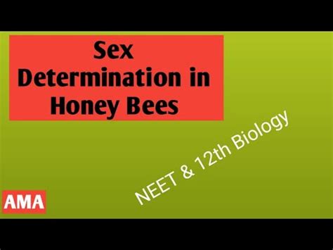 Sex Determination In Honey Bees Class 12th Biology And NEET Biology