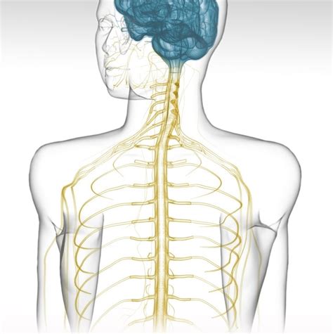 Multiple Sclerosis How Ms Affects The Body Everyday Health