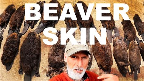 Trapping Southern Wisconsin Beaver Skinning Day Youtube