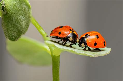 Avoir des coccinelles dans votre jardin est extrêmement important et