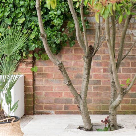 Does ivy kill trees? What the experts say | Ideal Home