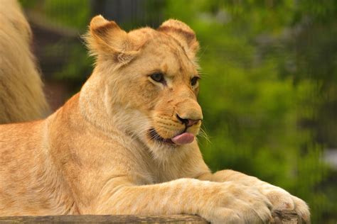 Lion Young Tongue - Free photo on Pixabay - Pixabay