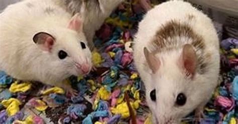 Rspca Appeals To Rehome Mice Released In Mcdonalds In Protest Over