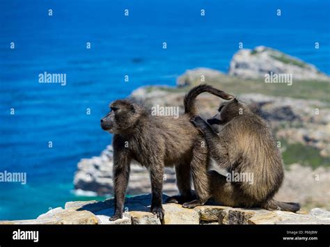 Baboon mating hi-res stock photography and images - Alamy