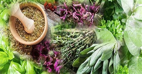 List of 15 bitter herbs and their healing properties (important to know ...