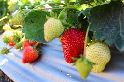 Cara Merawat Strawberry Agar Berbuah Lebat