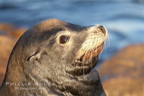 California sea lion, Zalophus californianus photo, Monterey, #21583