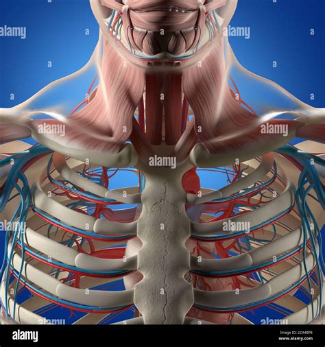 Abbildung Der Menschlichen Anatomie Brust Brustkorb Gef System D