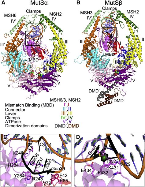 Differential Mismatch Recognition Specificities Of Eukaryotic MutS