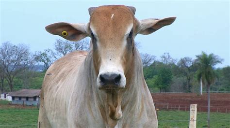 Fazenda Fortaleza Oferta Touros Nelore Veja No Canal Do Boi Sba