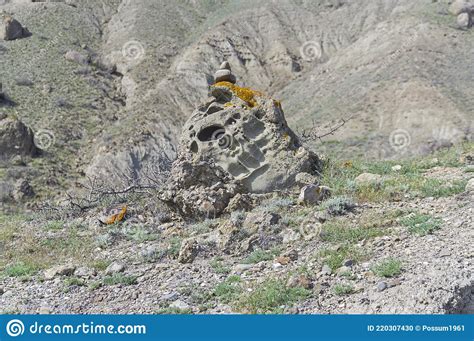 A Stone In Which Traces Of Fossilized Coral Deposits Crimea Stock