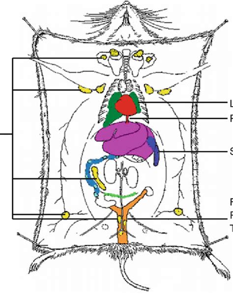 Lung Lymph Nodes Anatomy