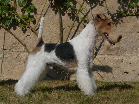 Accueil Elevage Des Astucieux De Kerlabour Eleveur De Chiens Fox