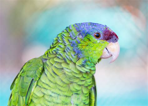 8 Top Colorful Parrot Species