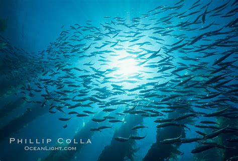 Pacific Jack Mackerel Photo Stock Photograph Of A Pacific Jack