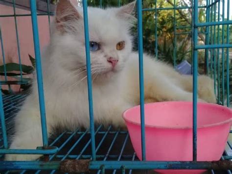 Free Adopsi Kucing Bandung Rumah Satwa