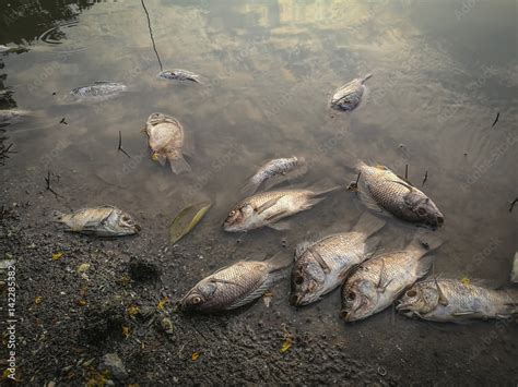 Dead fish on the river. dark water water pollution Stock Photo | Adobe ...