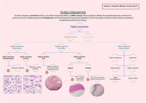 Tejido Conjuntivo Resumen Sheybeth Llontop Labrín uDocz