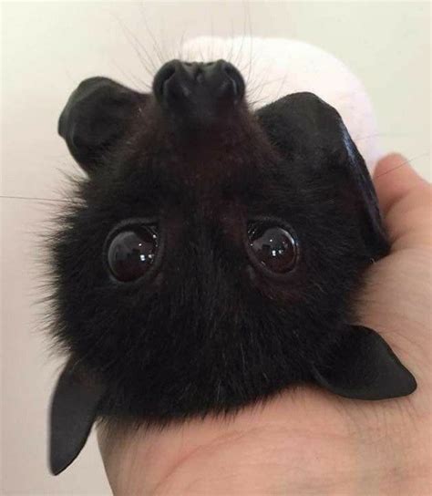 What A Very Cute Baby Bat Bat Animal Cute Baby Bats Cute Bat