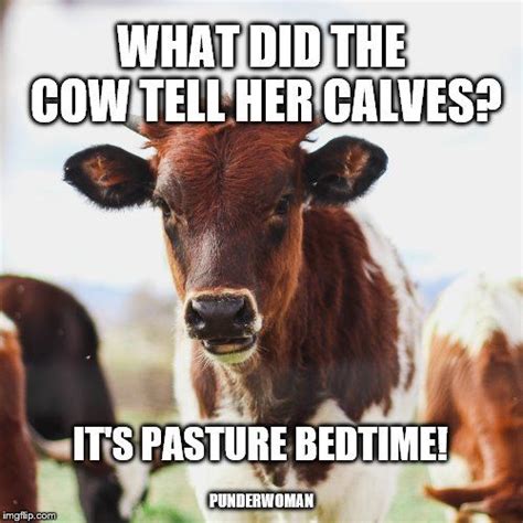 Funny Cow Pics With Quotes Shortquotes Cc