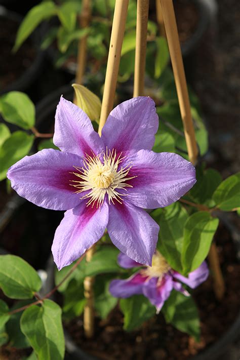 Barbara Jackman Clematis Clematis Barbara Jackman In Inver Grove