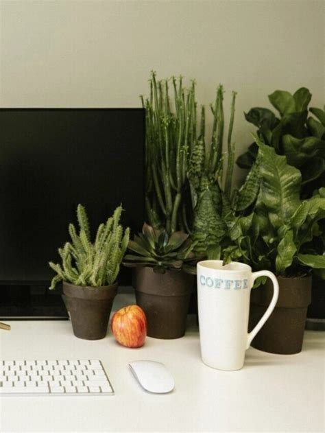 Office plants | Building and Interiors