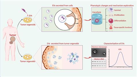 Int J Nanomedicine 四川大学华西医院王自强团队 类器官与肿瘤细胞外囊泡的交互研究进展 外泌体资讯网