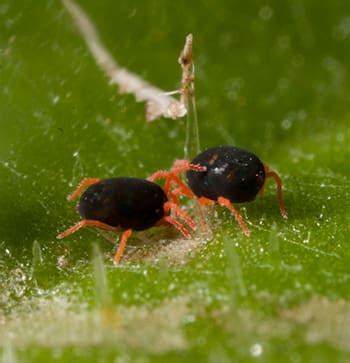 Growers Urged To Test Redlegged Earth Mite For Resistance Grain Central