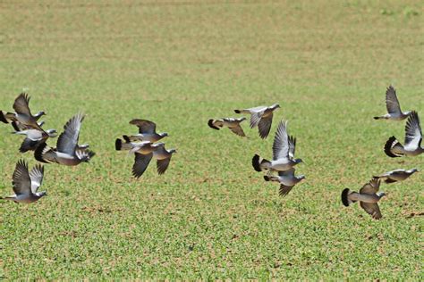 Les oiseaux migrateurs - FEDERATION DEPARTEMENTALE DES CHASSEURS DU ...