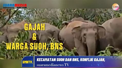 Konflik Gajah Dan Manusia Sekilas Tentang Gajah Di Wilayah Suoh Dan