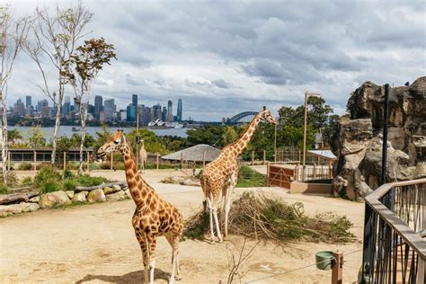 Sydney: Taronga Zoo Tickets in Sydney