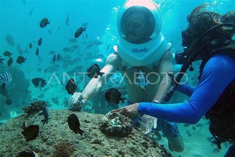 Penanaman Terumbu Karang Antara Foto