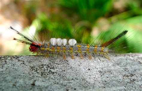 14 Caterpillars On Oak Trees Identification Guide Owlcation