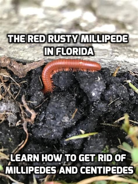 Red Millipedes in South Florida. The Rusty Millipede can vary from red ...