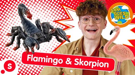 Sam Goes Wild Alle Hände voll zu tun mit Flamingo Skorpion YouTube