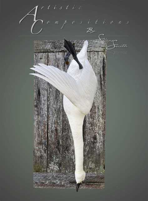 Swan Mounts Waterfowl Taxidermy Upland Taxidermy Duck