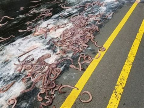 Eels From Overturned Truck Slime Cars On Oregon Highway Abc News