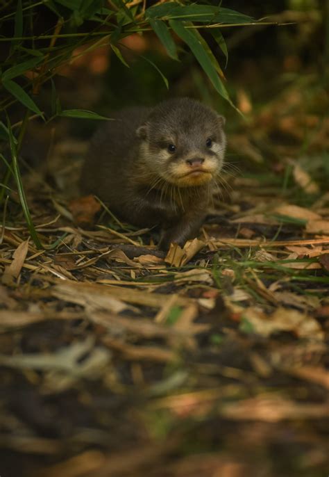 Chester Zoos Otter Pups Learn To Swim Zooborns