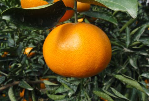 Japanese Orange Let Me Introduce My Beautiful Prefecture To You