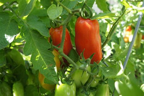 Tips For Growing San Marzano Tomatoes Gardeners Path