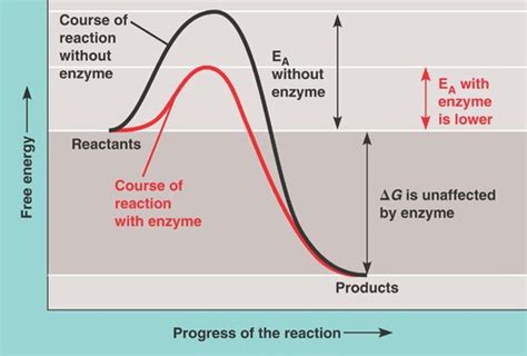 Diagram Of Enzyme Catalyzed Reaction