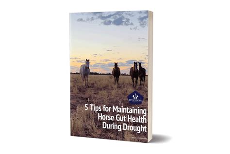 5 Ways To Maintain Your Horses Gut Health In A Drought Poseidon