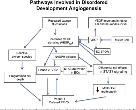 Figure 3 From Pathophysiology And Mechanisms Of Severe Retinopathy Of