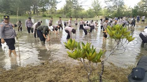 Bergerak Lestarikan Lingkungan Polda Babel Tanam Ribuan Mangrove Di