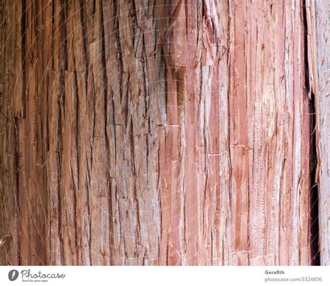 Natural Tree Trunk Texture Pattern Close Up A Royalty Free Stock