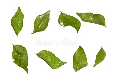 Set Of Fried Curry Leaves Isolated On White Background For Garnishing