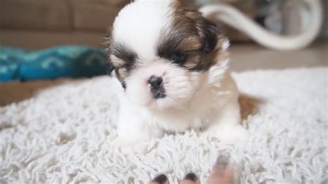 Shih Tzu Puppies For Sale Best Quality Vaccinated Only Sangfroid