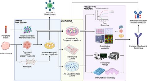 Modelling The Tumor Immune Microenvironment For Precision Immunotherapy